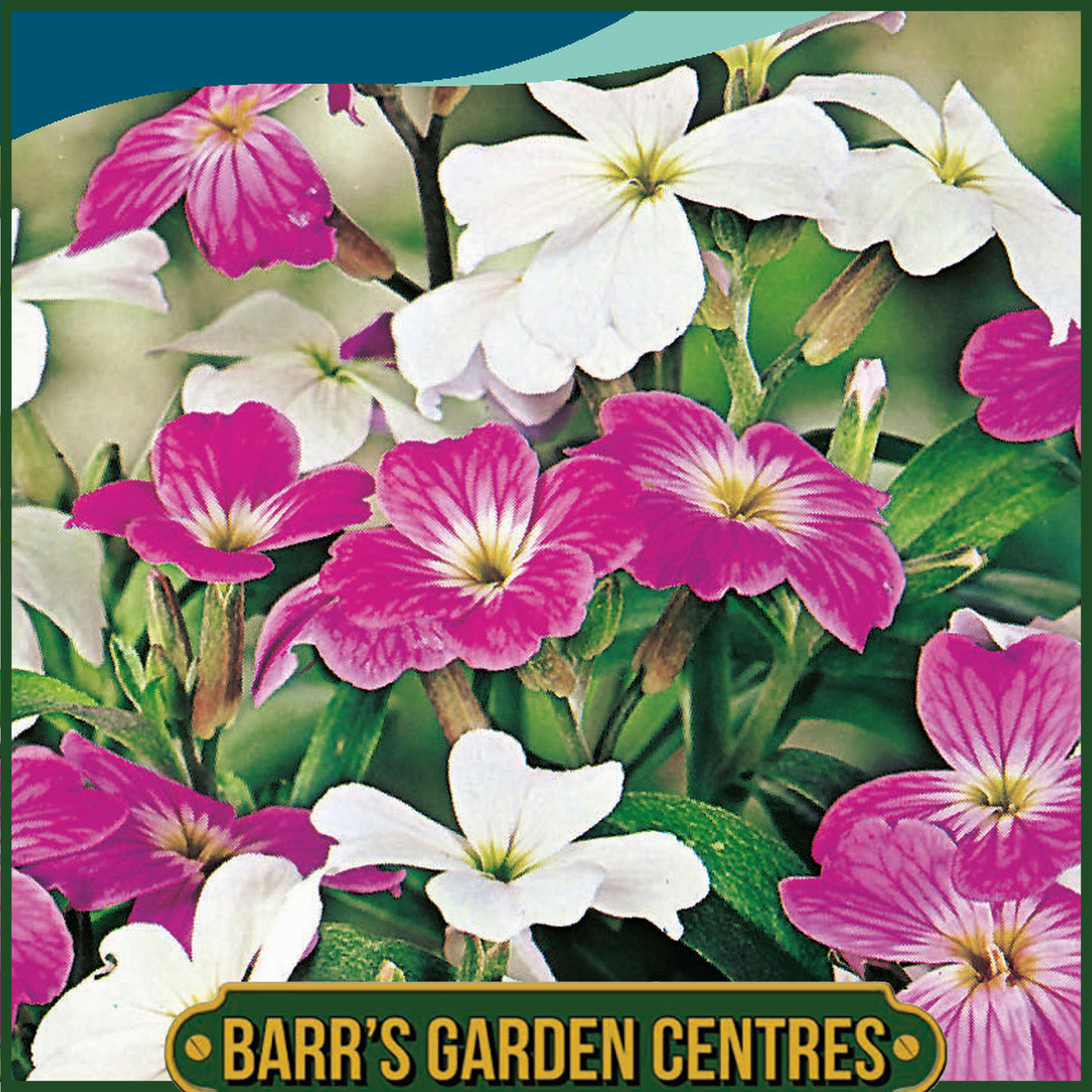 Johnsons - Stock Virginian Finest Mix - 2000 Seeds