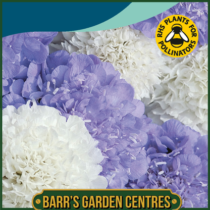 Johnsons - Scabious Musical Prelude - 75 Seeds