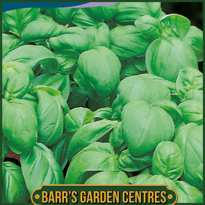 Johnsons - Herb - Basil Sweet - 500 Seeds