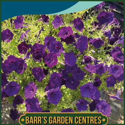 Johnsons - Petunia Pendolino Blue F1 - 10 Seeds