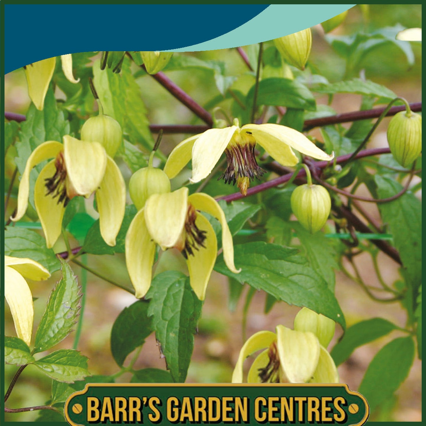 Johnsons - Clematis Chiisanensis Korean Beauty - 35 Seeds