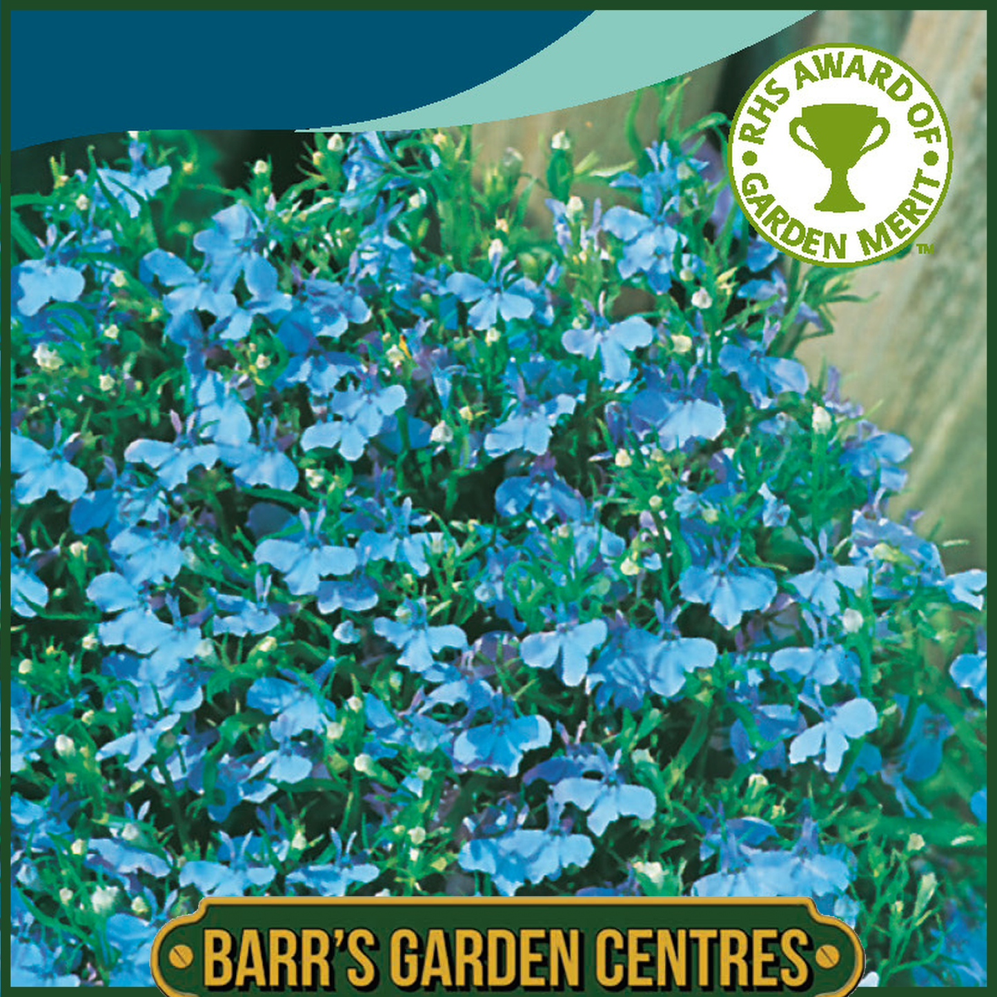 Johnsons - Lobelia Cambridge Blue - 2500 Seeds