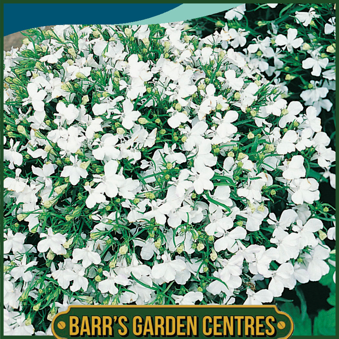 Johnsons - Lobelia White Lady - 2500 Seeds