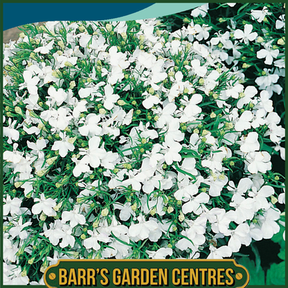 Johnsons - Lobelia White Lady - 2500 Seeds