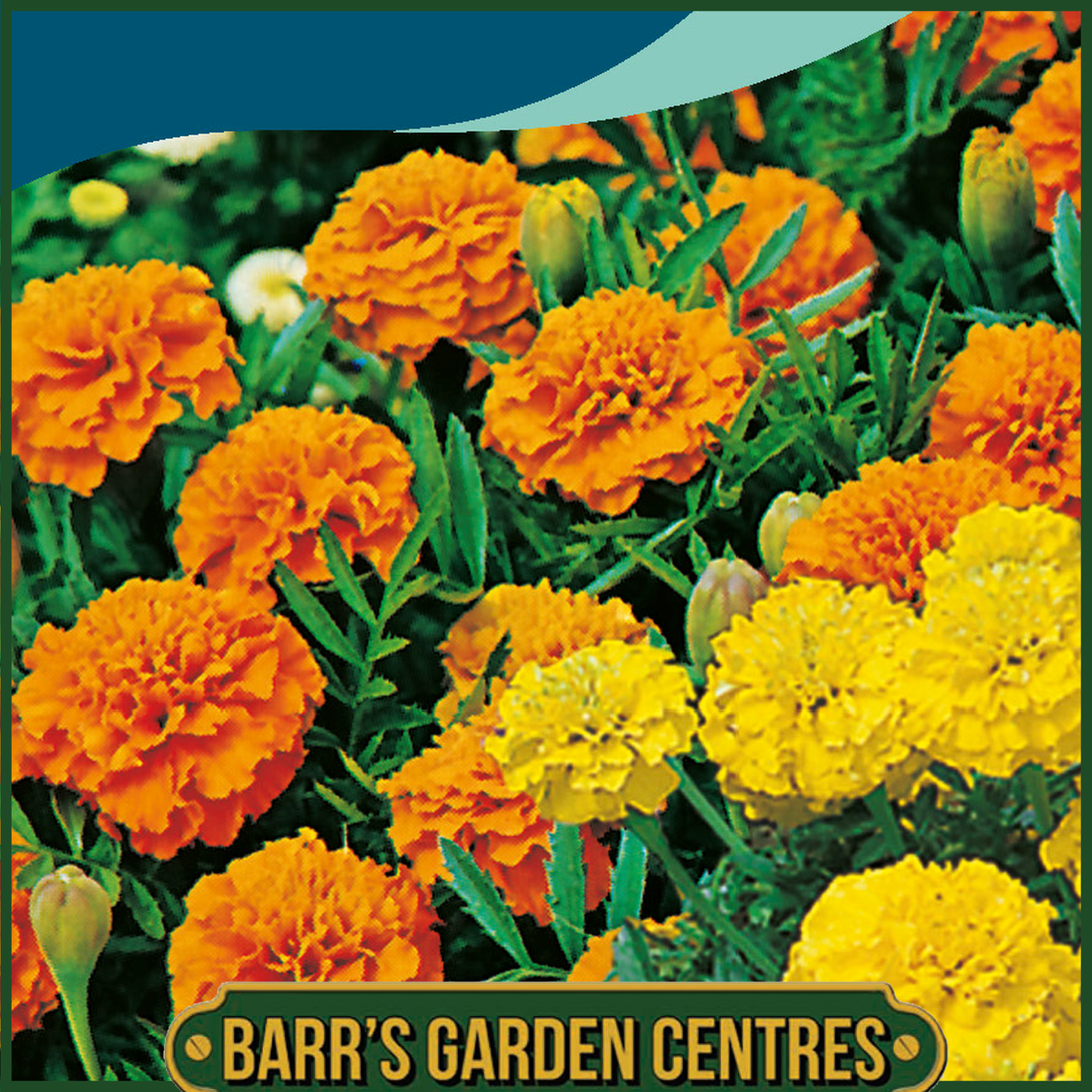 Johnsons - Marigold (French) Oranges and Lemons - 175 Seeds