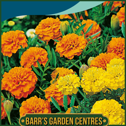 Johnsons - Marigold (French) Oranges and Lemons - 175 Seeds