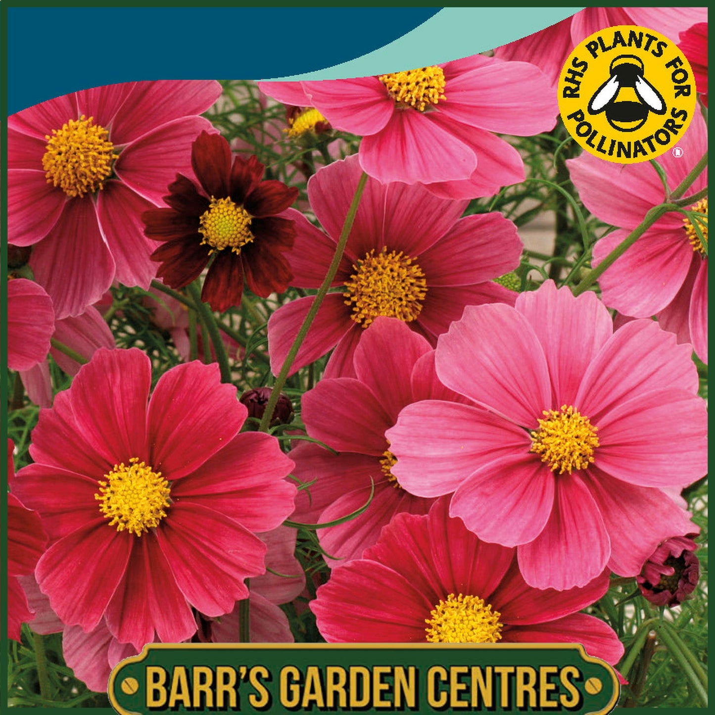 Johnsons - Cosmos Antiquity - 30 Seeds