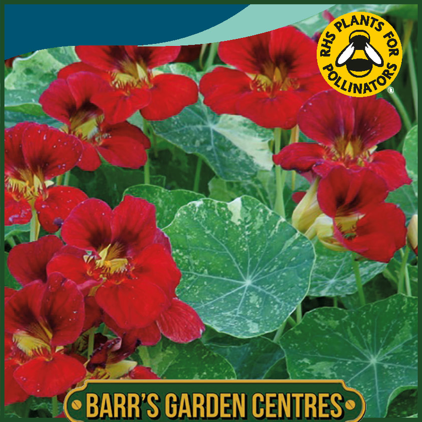 Johnsons - Nasturtium Red Troika - 25 Seeds