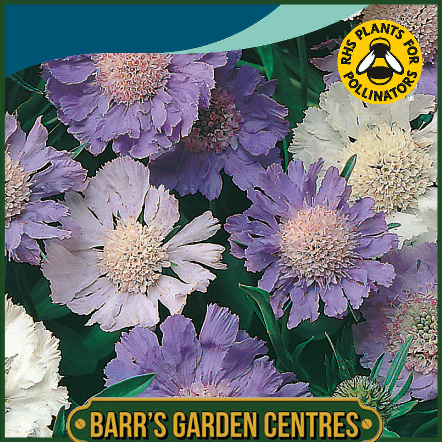 Johnsons - Scabious Border Mix - 50 Seeds