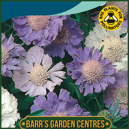 Johnsons - Scabious Border Mix - 50 Seeds