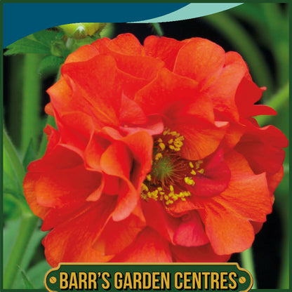 Johnsons - Geum Red Dragon - 30 Seeds
