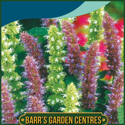 Johnsons - Agastache Blue & White Mix - 200 Seeds