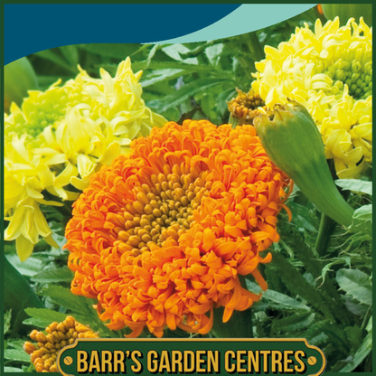 Johnsons - Marigold (African) Spinning Wheels - 100 Seeds