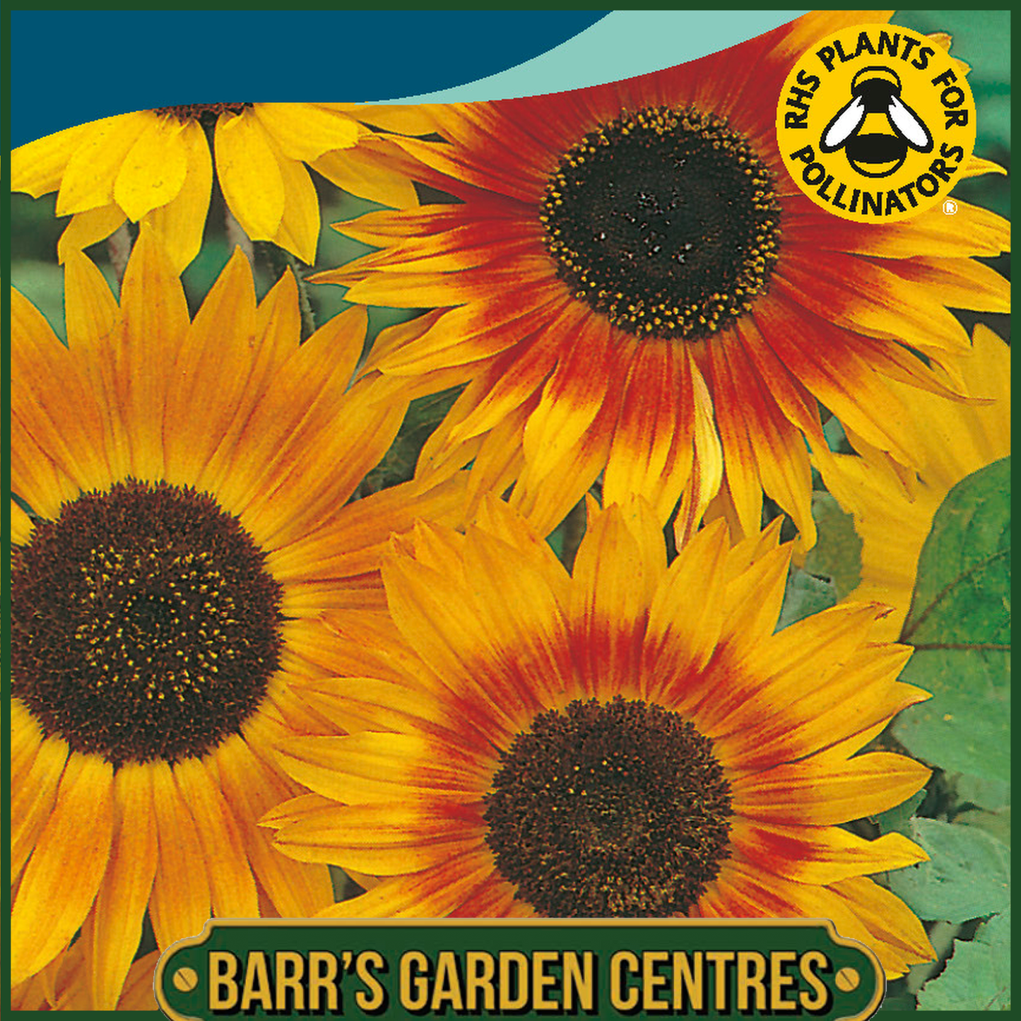 Johnsons - Sunflower Autumn Beauty - 60 Seeds