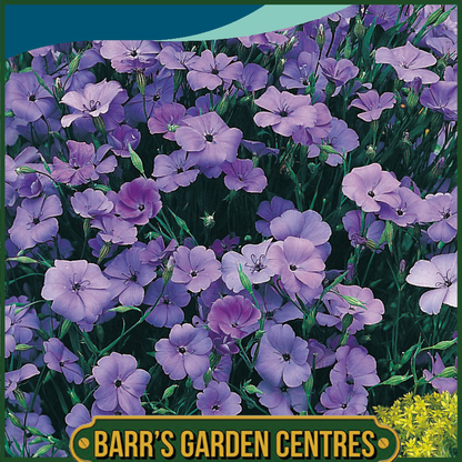 Johnsons - Silene Blue Angel - 1000 Seeds