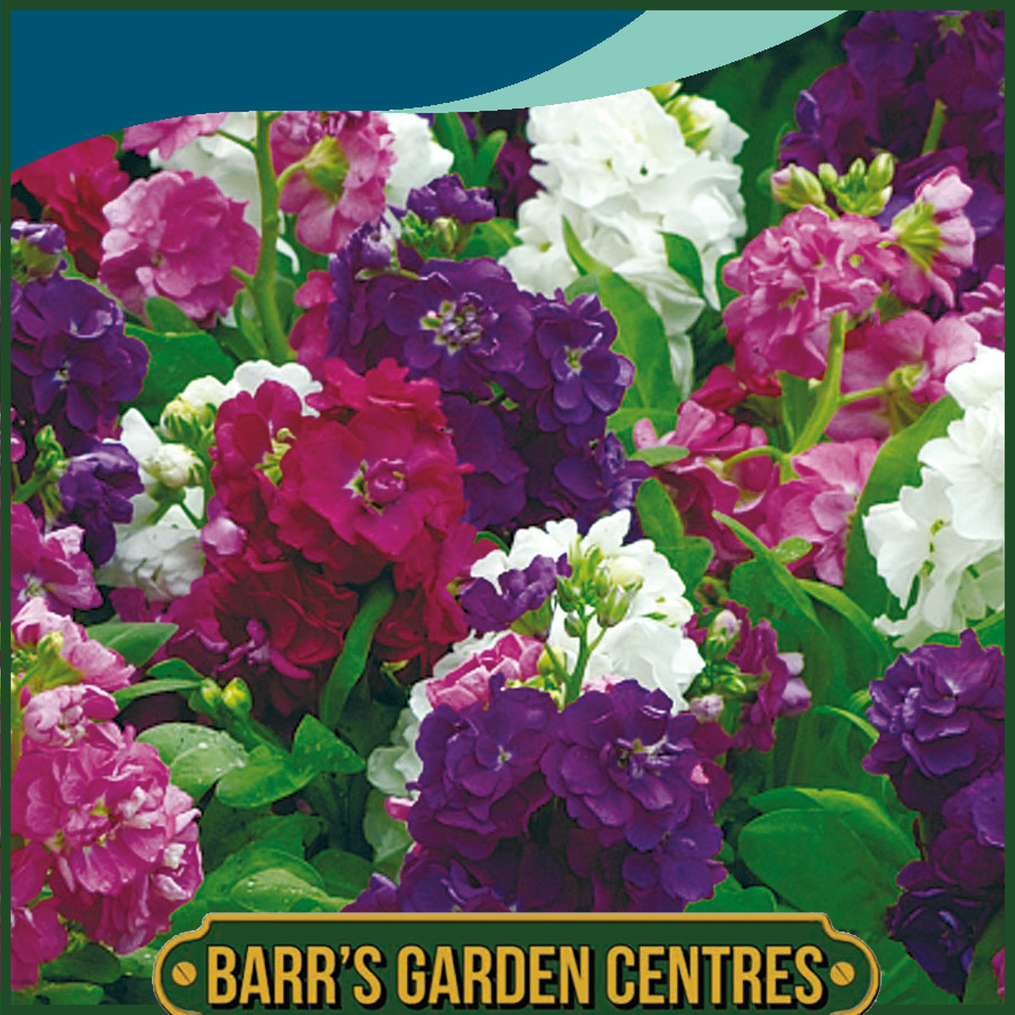 Johnsons - Stock (selectable) Hot Cakes - 40 Seeds