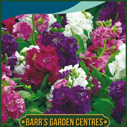 Johnsons - Stock (selectable) Hot Cakes - 40 Seeds