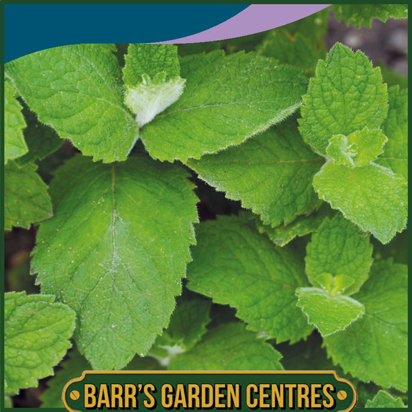 Johnsons - Herb - Mint Applemint - 500 Seeds