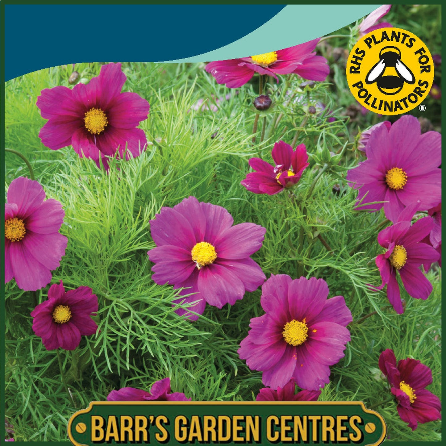 Johnsons - Cosmos Candyfloss Red - 60 Seeds