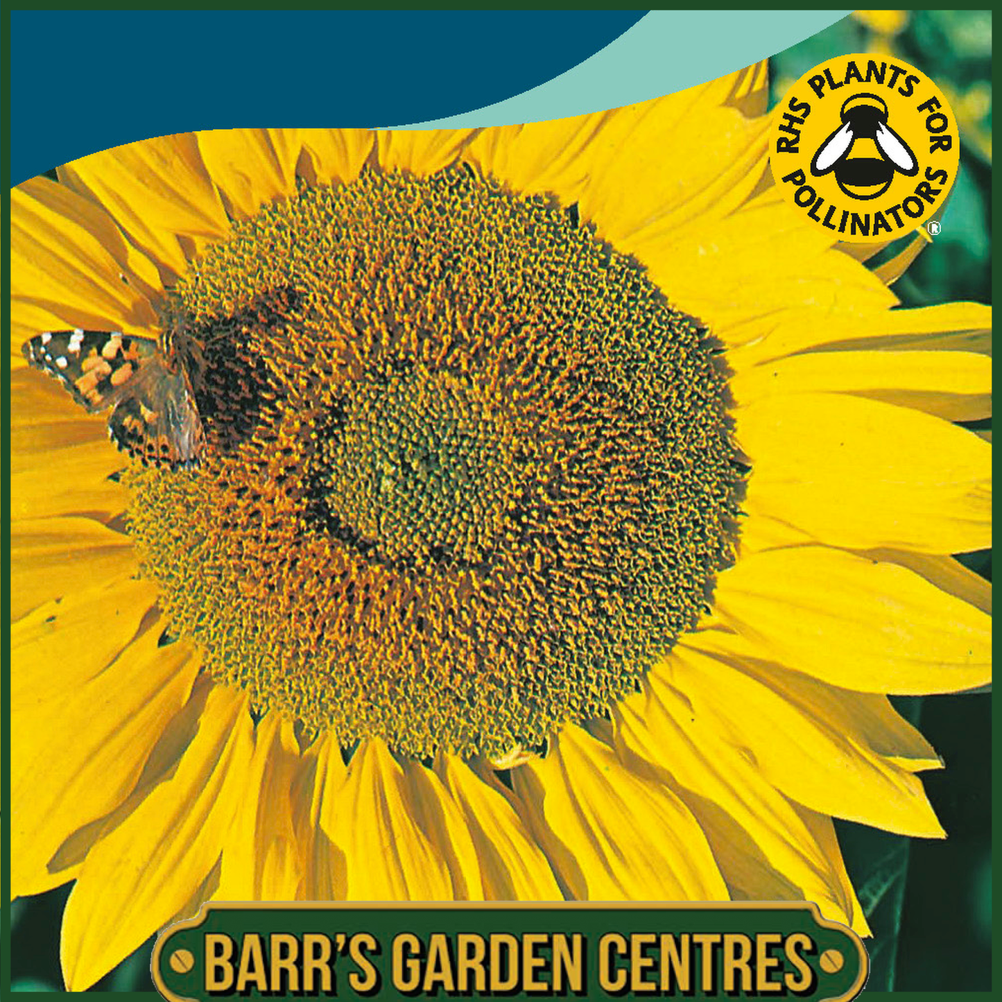 Johnsons - Sunflower Titan - 25 Seeds