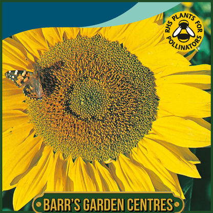 Johnsons - Sunflower Titan - 25 Seeds