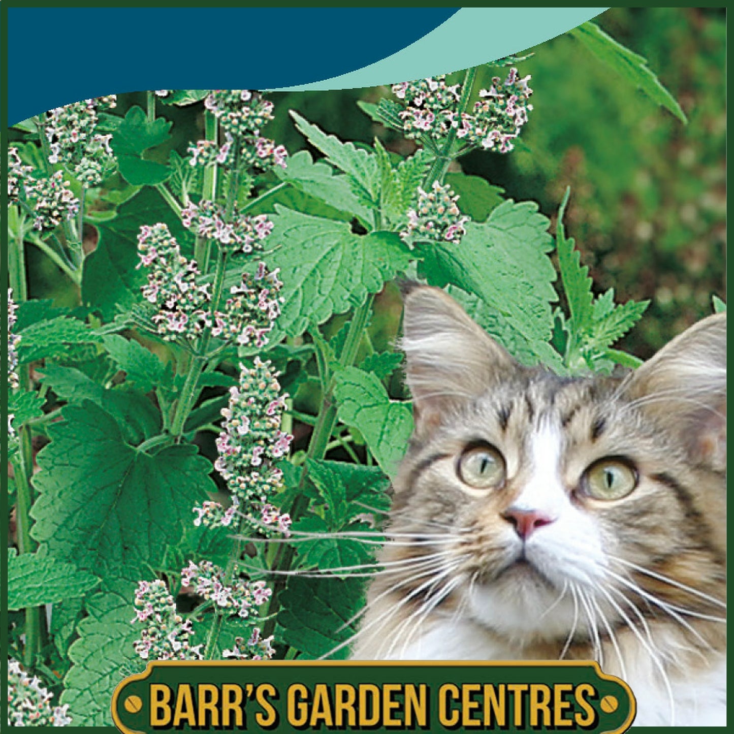 Johnsons - Catnip - Catmint - 250 Seeds