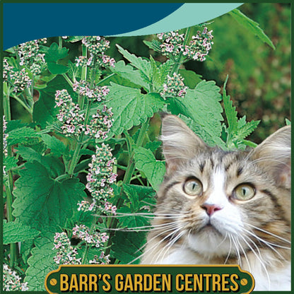Johnsons - Catnip - Catmint - 250 Seeds