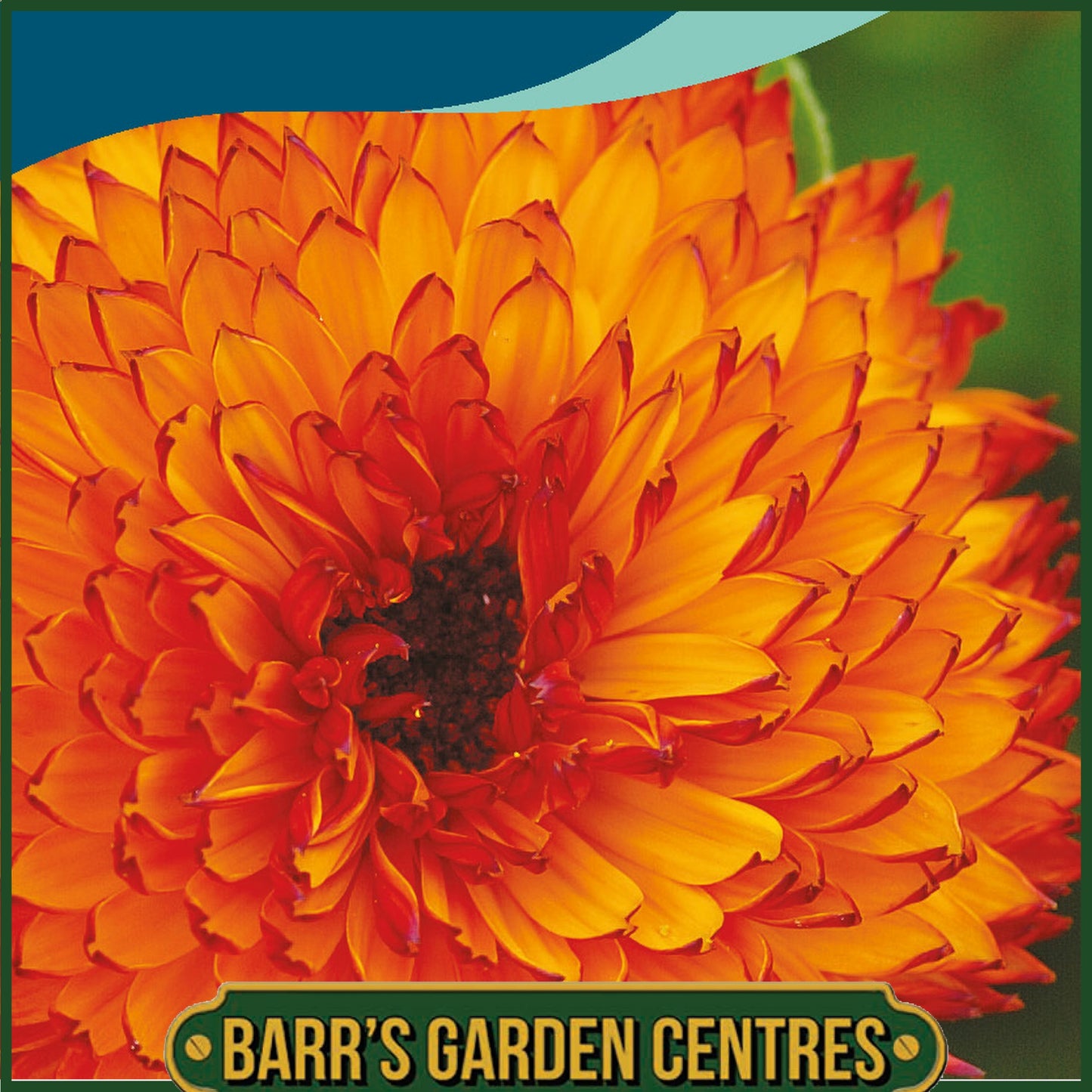Johnsons - Calendula Neon - 100 Seeds