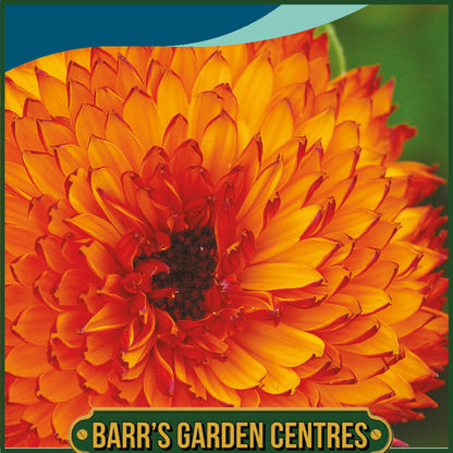 Johnsons - Calendula Neon - 100 Seeds