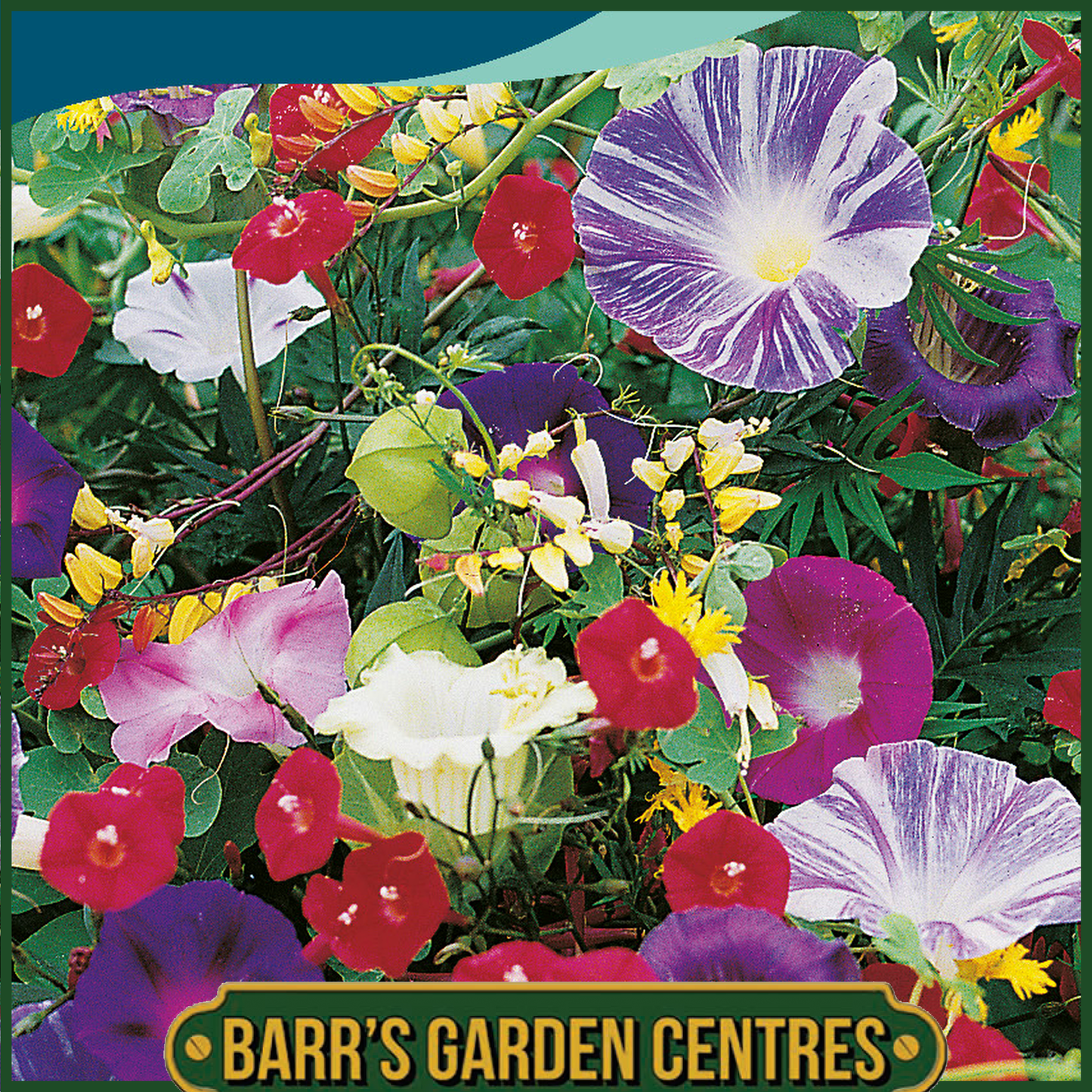 Johnsons - Mix Climbing Annuals - 1.5g Seeds