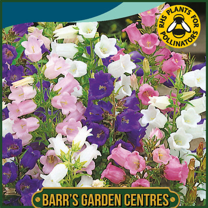 Johnsons - Canterbury Bells Cottage Mix - 600 Seeds