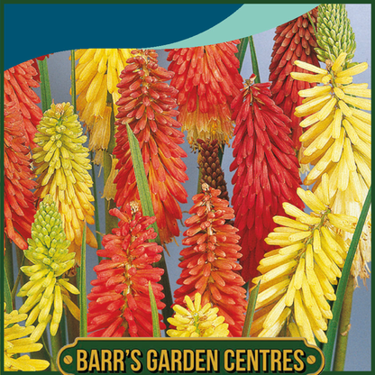 Johnsons - Red Hot Poker Flamenco - 30 Seeds