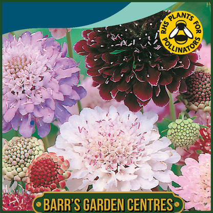 Johnsons - Scabious Tall Double Mix - 75 Seeds