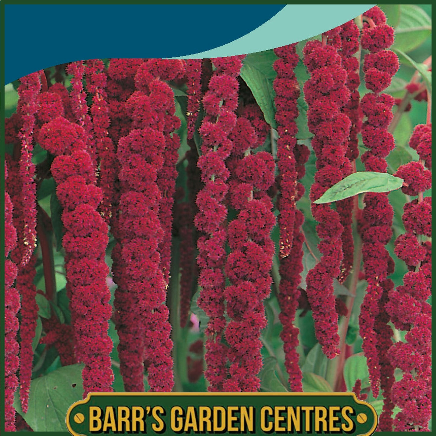 Johnsons - Amaranthus - Love Lies Bleeding - 1500 Seeds