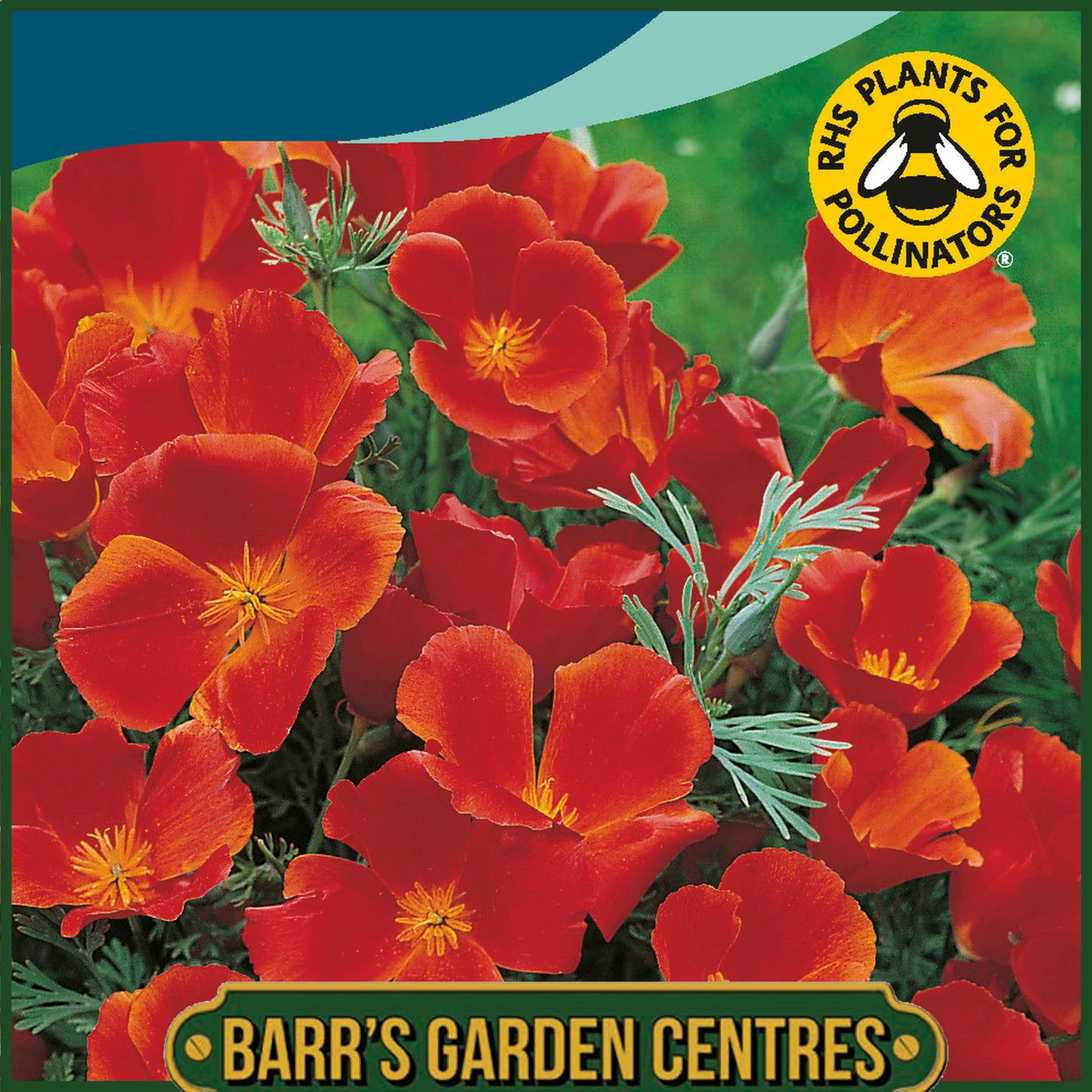 Johnsons - California Poppy Red Chief - 300 Seeds