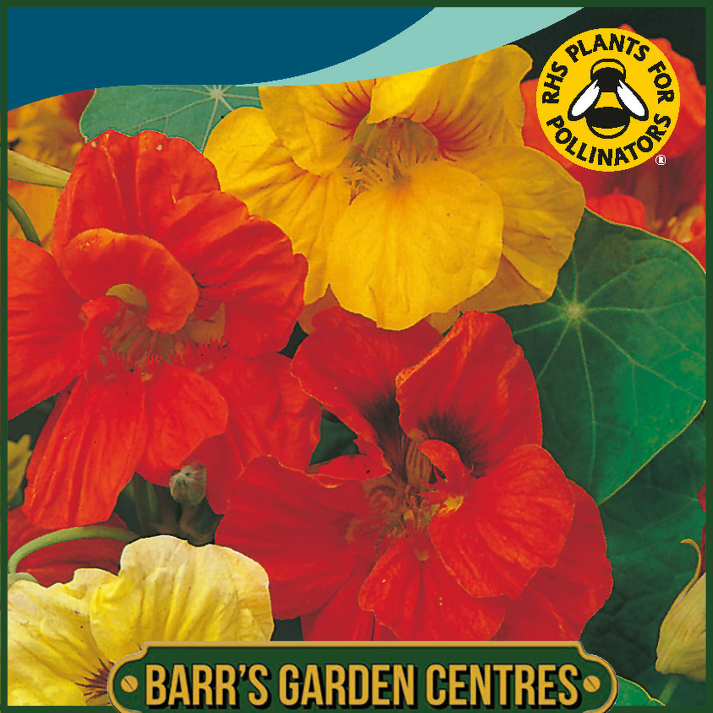 Johnsons - Nasturtium Gleam Mix - 25 Seeds