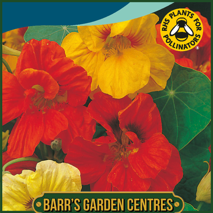 Johnsons - Nasturtium Gleam Mix - 25 Seeds