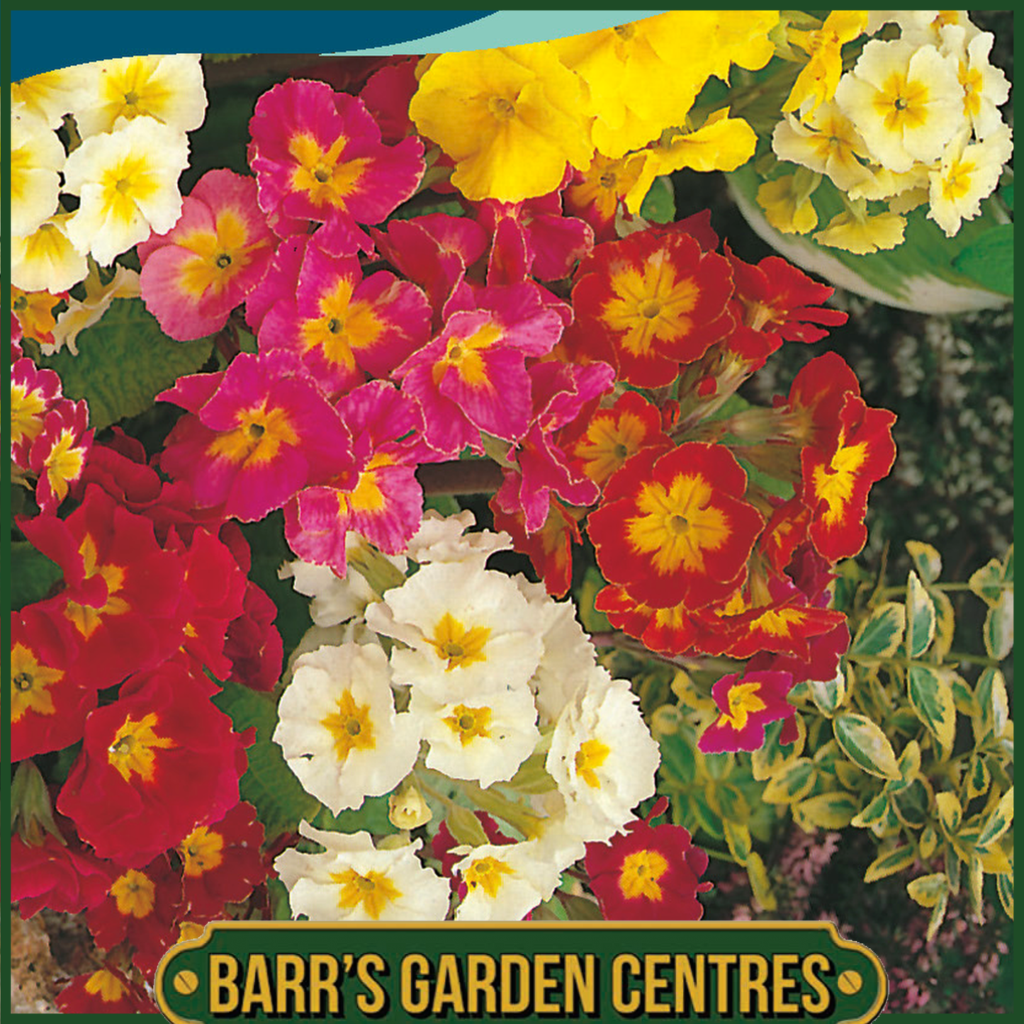Johnsons - Polyanthus Large Flowered Mix - 100 Seeds