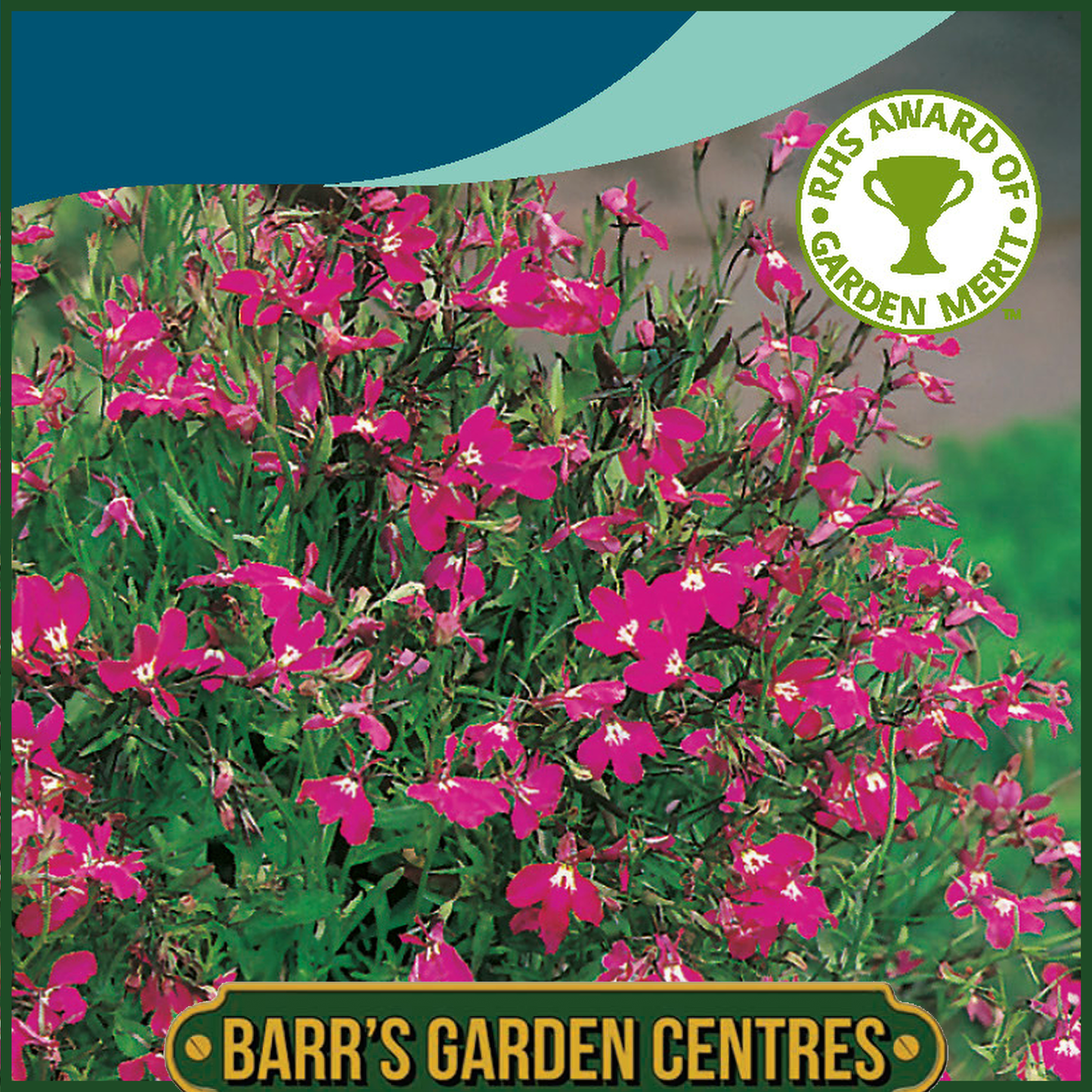 Johnsons - Lobelia (trailing) Red Cascade - 1500 Seeds