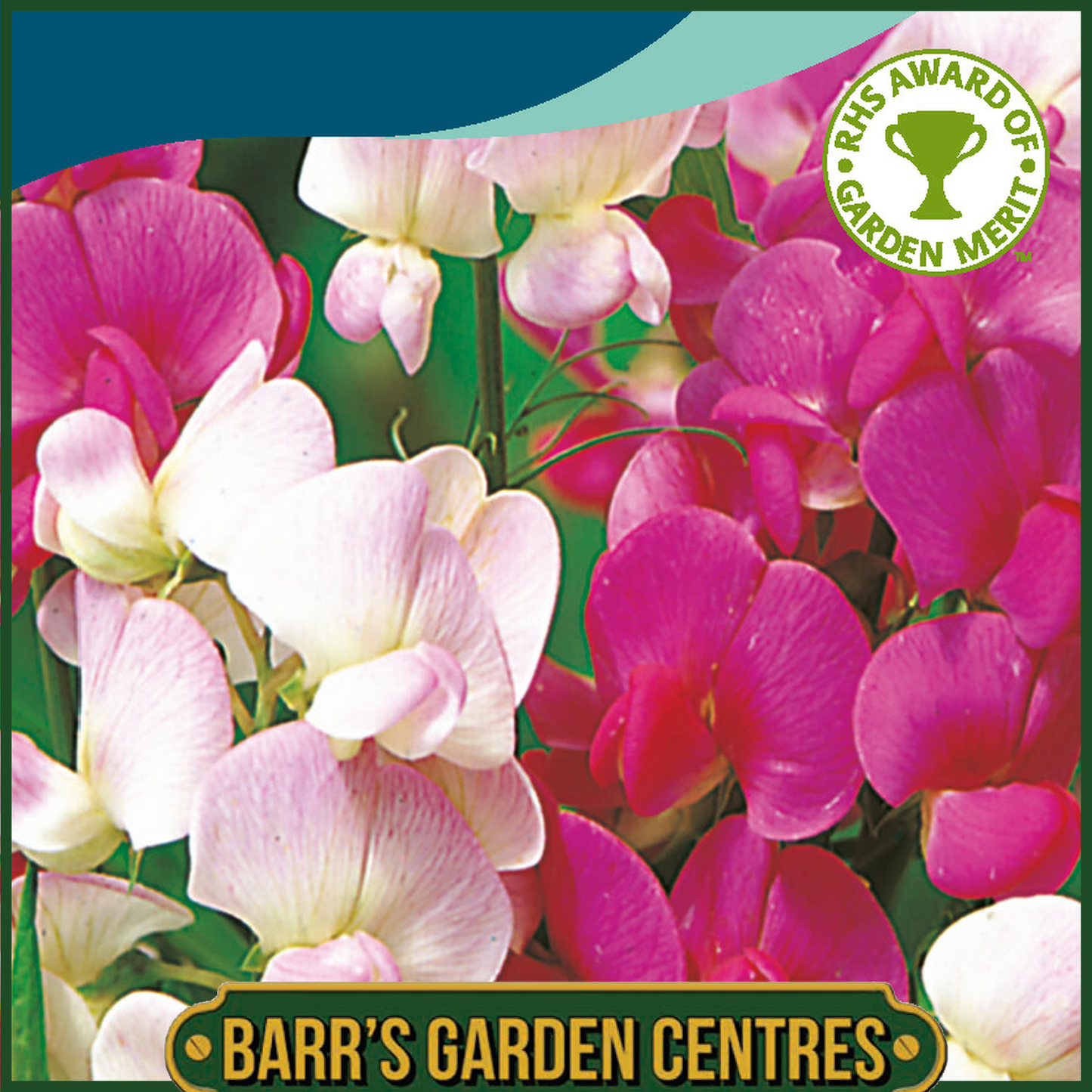 Johnsons - Sweet Pea Everlasting Mix - 20 Seeds
