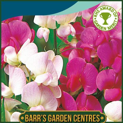 Johnsons - Sweet Pea Everlasting Mix - 20 Seeds