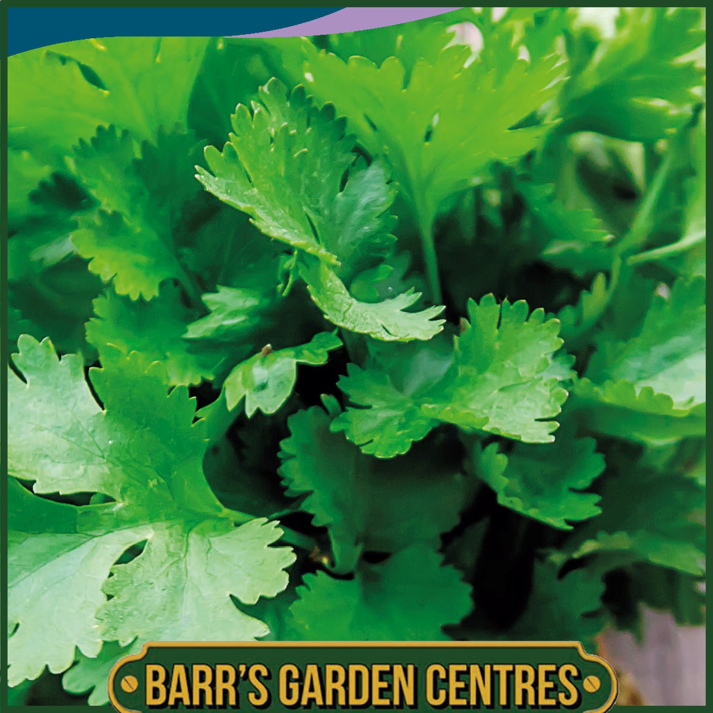 Johnsons - Herb - Coriander Filtro - 150 Seeds