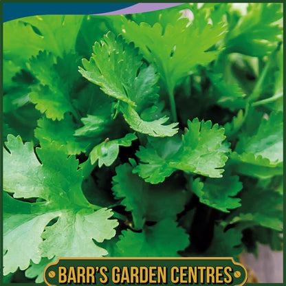 Johnsons - Herb - Coriander Filtro - 150 Seeds