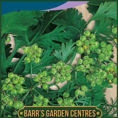 Johnsons - Herb - Coriander for Seed - 150 Seeds