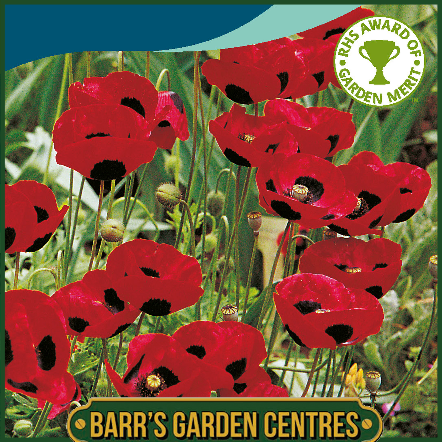 Johnsons - Poppy Ladybird - 1000 Seeds