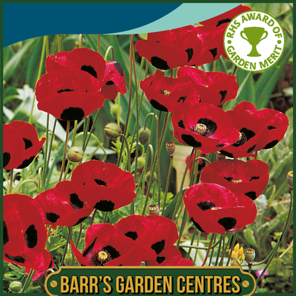 Johnsons - Poppy Ladybird - 1000 Seeds
