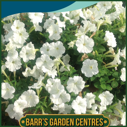 Johnsons - Petunia Pendolino White F1 - 10 Seeds