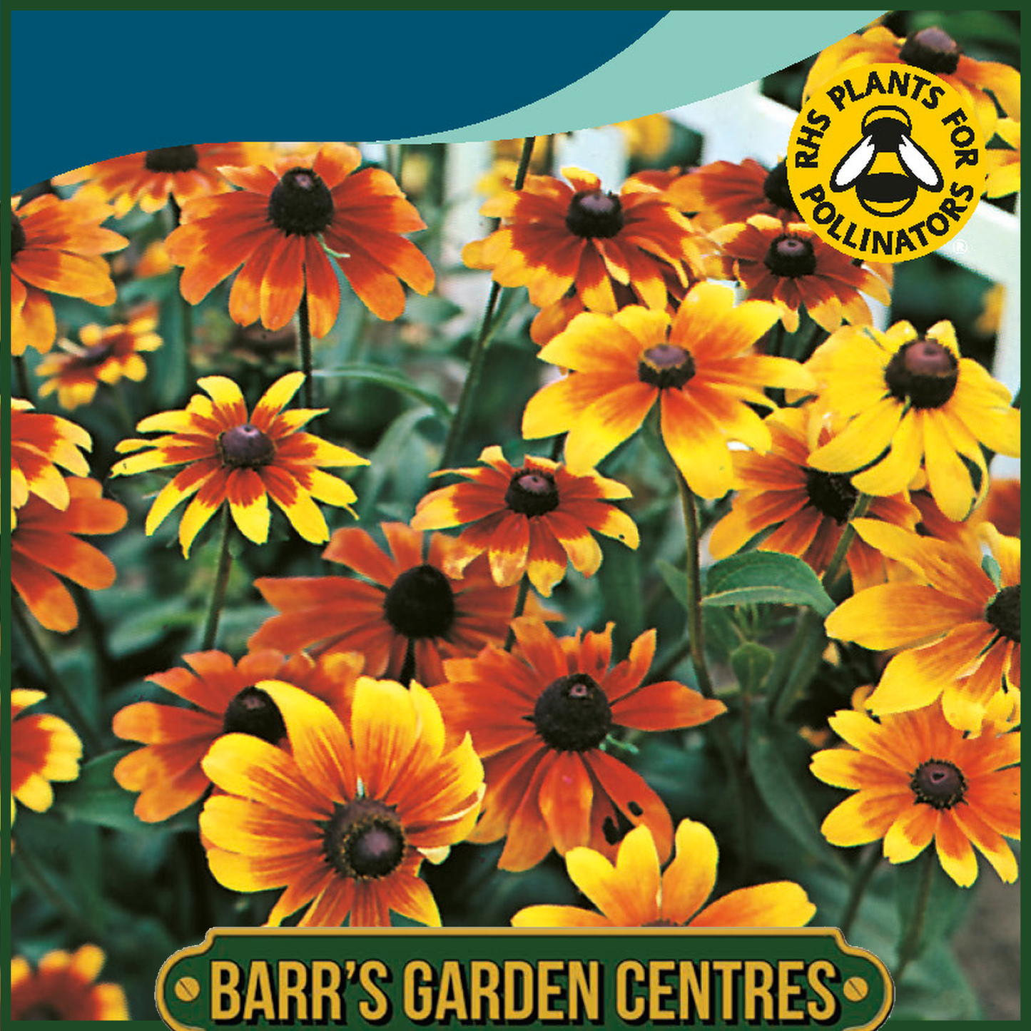 Johnsons - Rudbeckia Rustic Dwarf - 500 Seeds