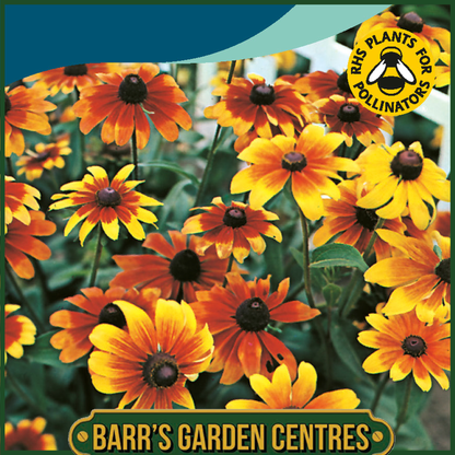 Johnsons - Rudbeckia Rustic Dwarf - 500 Seeds