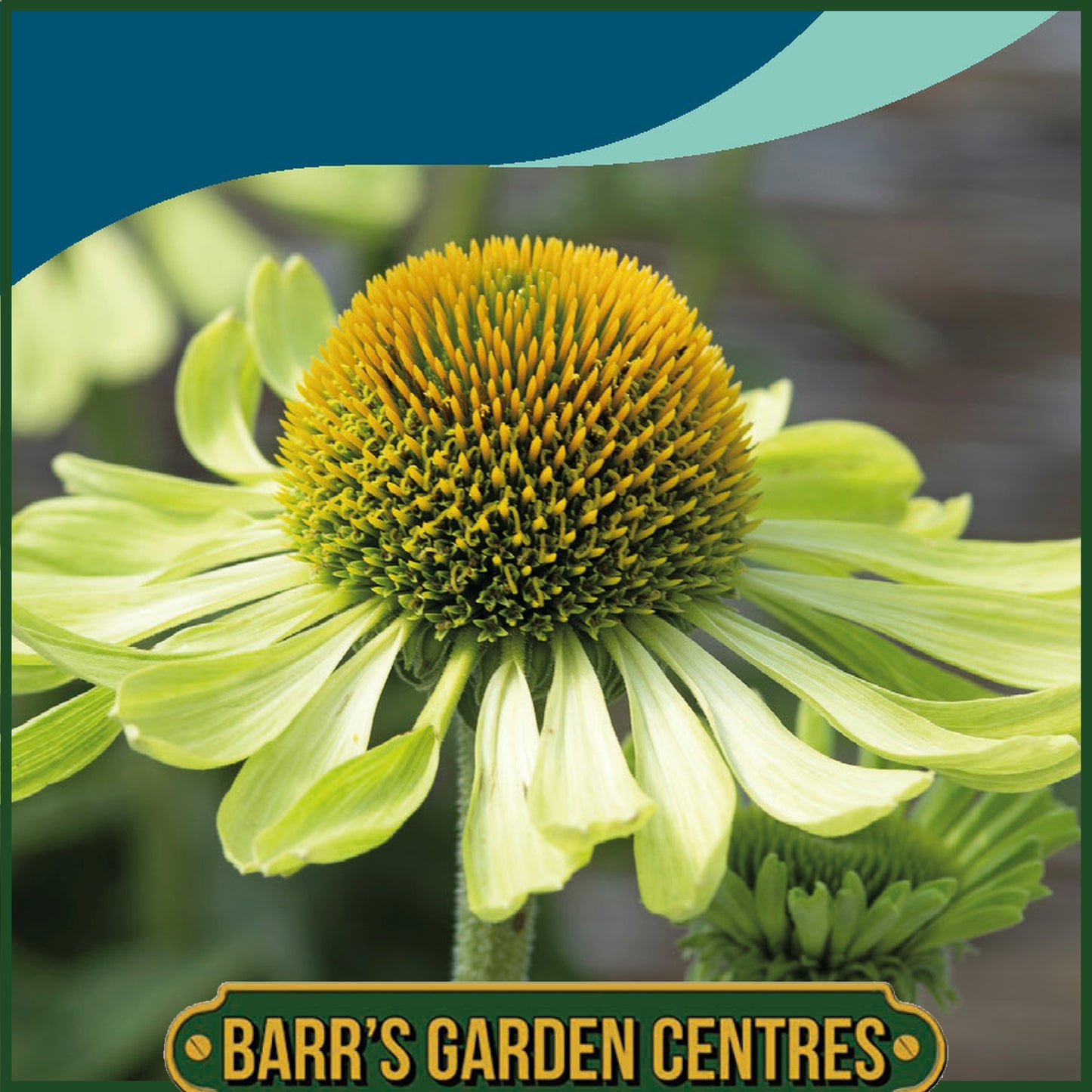 Johnsons - Echinacea Alan's Pride - 10 Seeds